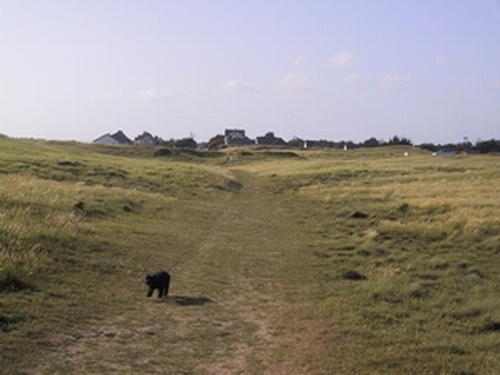 promenade chien dans les dunes pres de Carteret